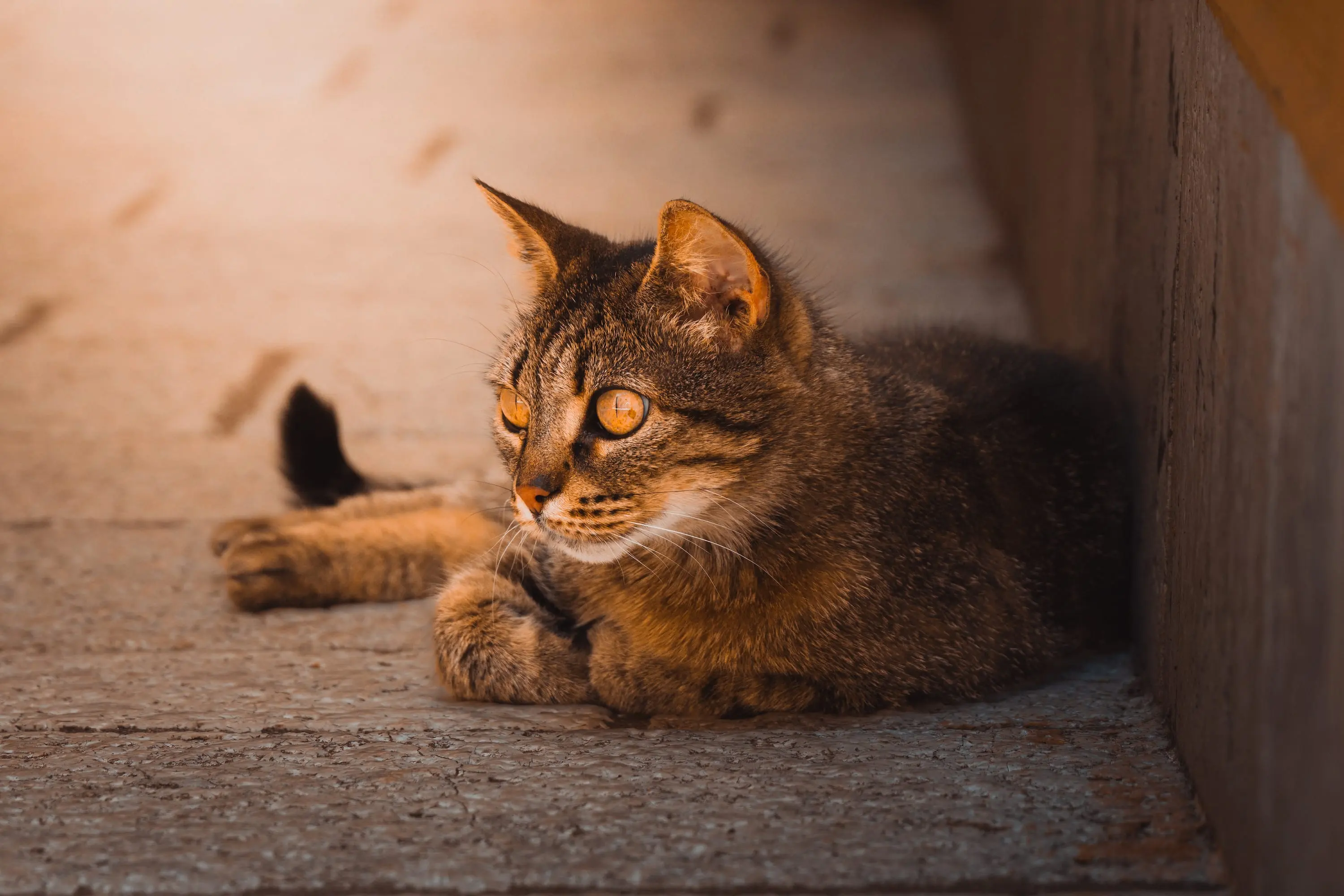 Cat in warm evening light on stone