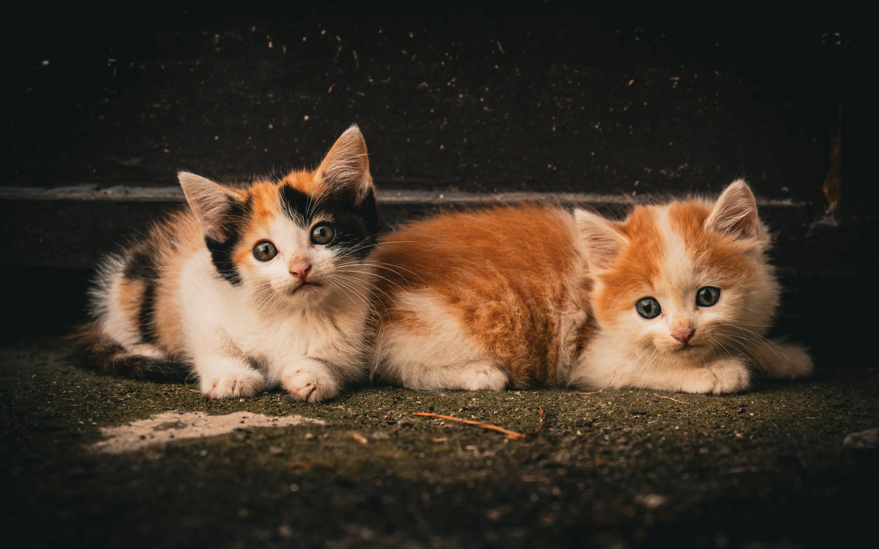 Quiet street moment with cats